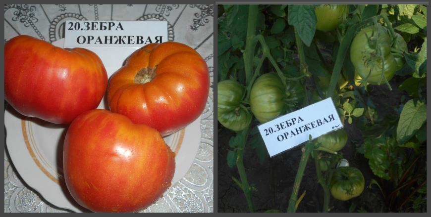 Томат Зебра Желтая Описание Сорта Фото