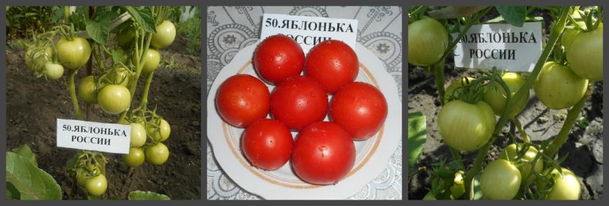 Томат Яблонька Отзывы Фото