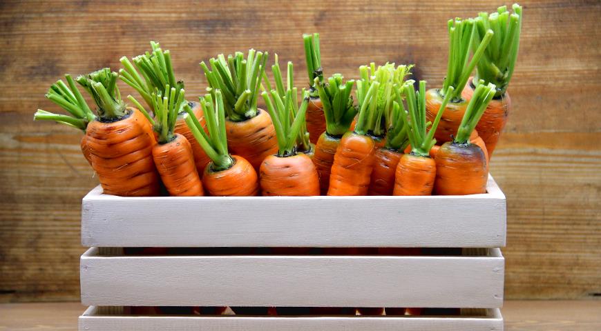Что случилось с морковью? Почему гниет и не хранится урожай