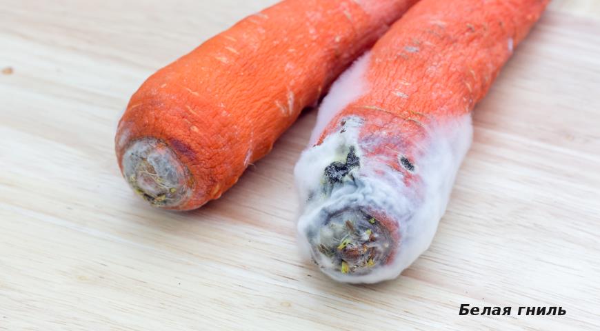 Почему гниет морковь