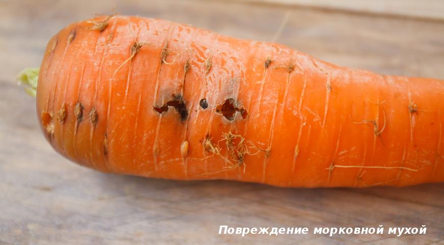 Повреждение моркови мухой