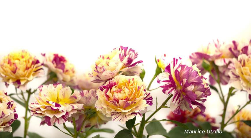 Maurice Utrillo, розы Дельбар