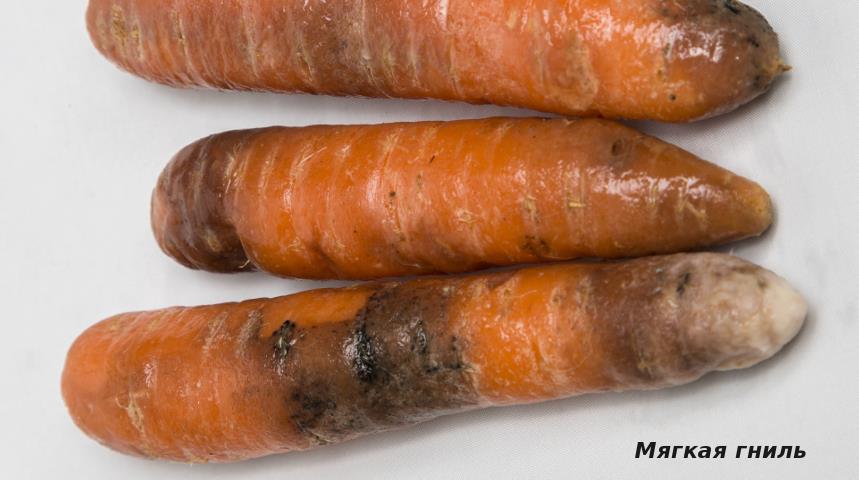 Мягкая гниль моркови