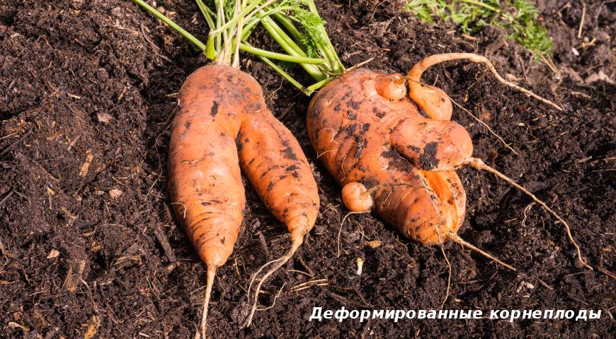 Деформированные корнеплоды моркови