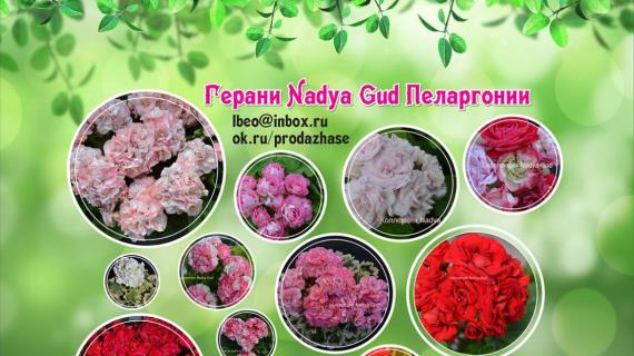 Мои герани