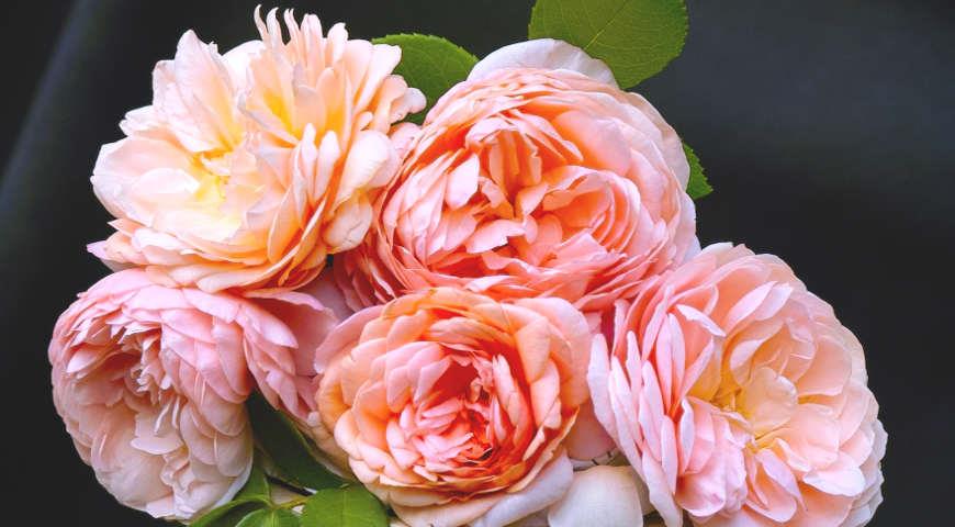 Розы Остина Сорта Фото