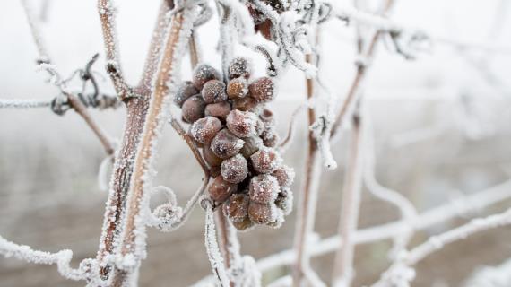 Укрытие винограда на зиму: опыт сибирских виноградарей