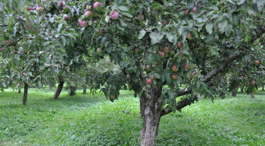 Яблоневый сад эстенсивноггот типа. Бот сад МГУ