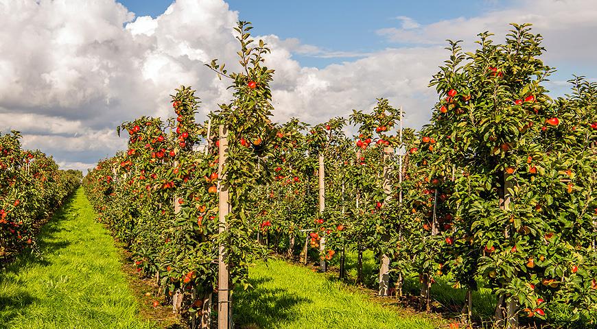 Яблуневий сад: сучасні технології