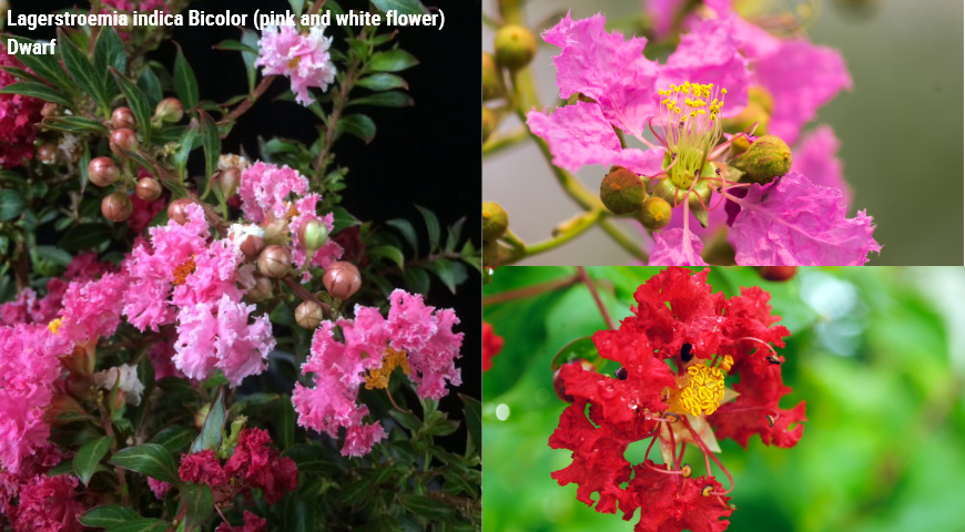 Lagerstroemia indica Bicolor (pink and white flower) Dwarf, лангстремия индийская двуцветная карликовая