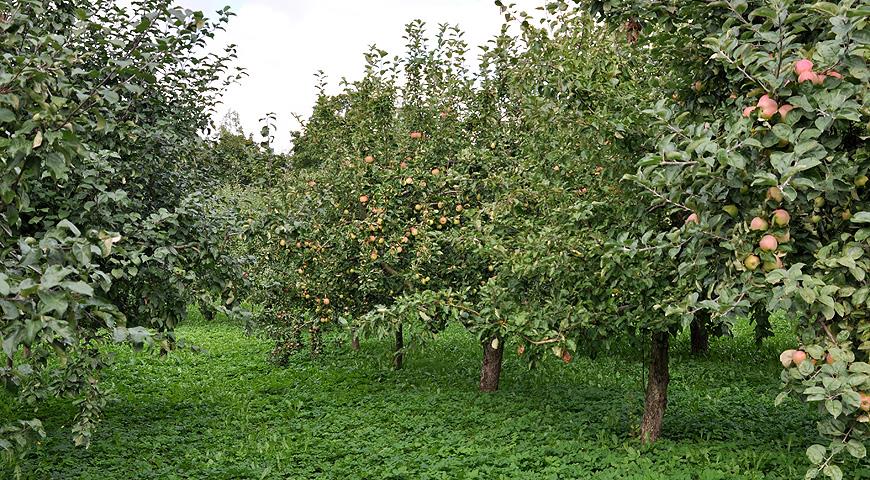 Яблуневий сад: сучасні технології