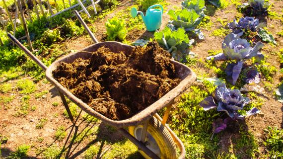 НАВОЗ - самое популярное органическое удобрение: все об использовании в саду и в огороде