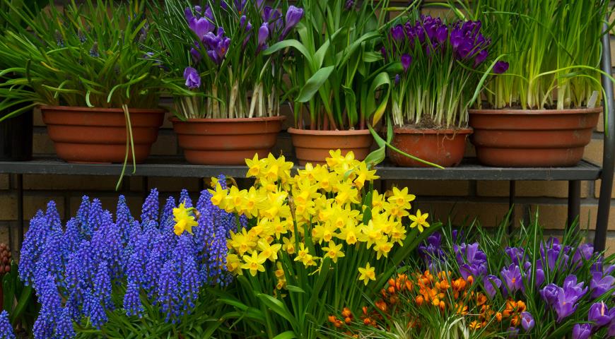 Первоцветы и первые весенние луковичные: как правильно разместить их в саду