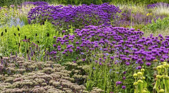 Парадокс Удольфа: если растение ведет себя плохо, оно уходит из сада