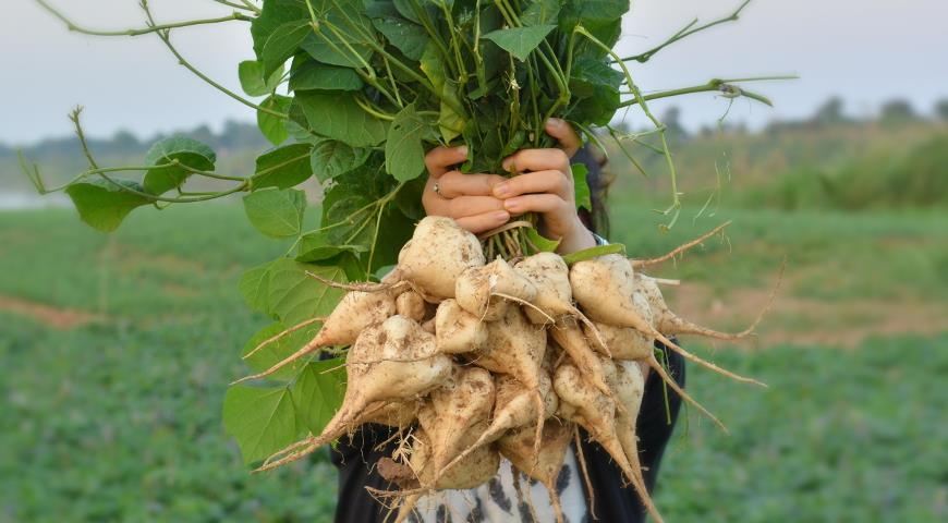 ТОП 5 необычных овощей для посадки на дачу для новичков: кивано, мелотрия,чуфа и другие
