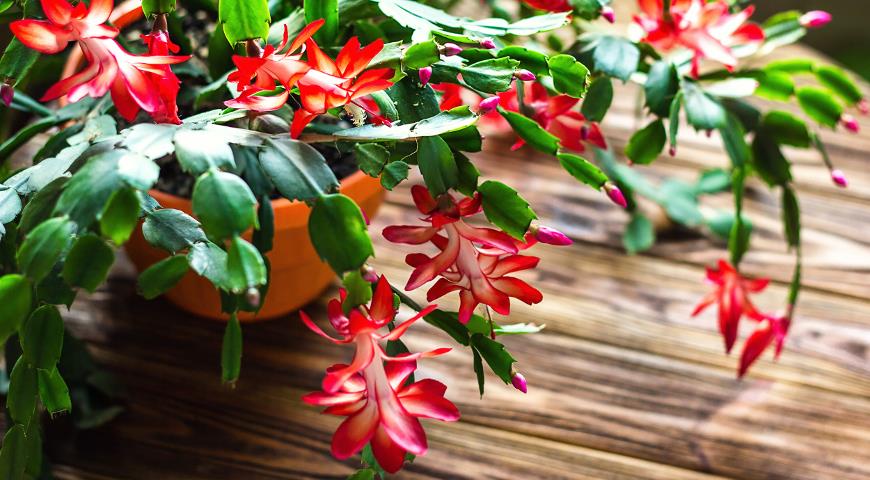  Christmas cactus, Thanksgiving cactus, crab holiday cactus, Schlumbergera, Truncata zygocactus, шлюмбергера