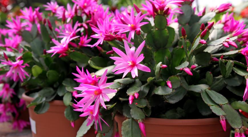 rhipsalidopsis, easter cactus, рипсалидопсис