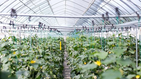 Профессиональные теплицы: чем они отличаются от обычной дачной теплички?