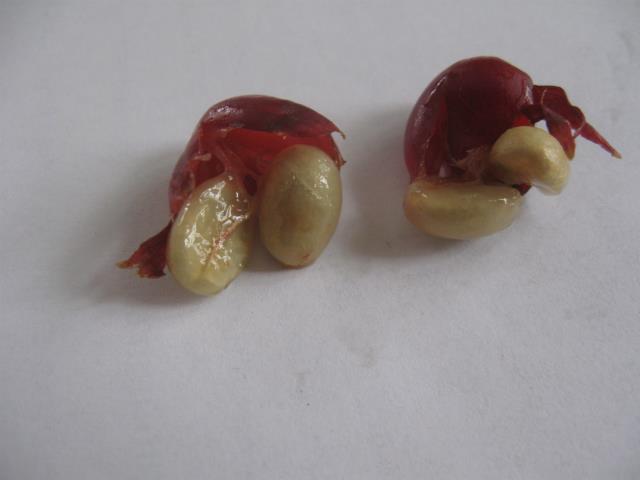 Выращивание кофейного дерева из семян. Шаг 5