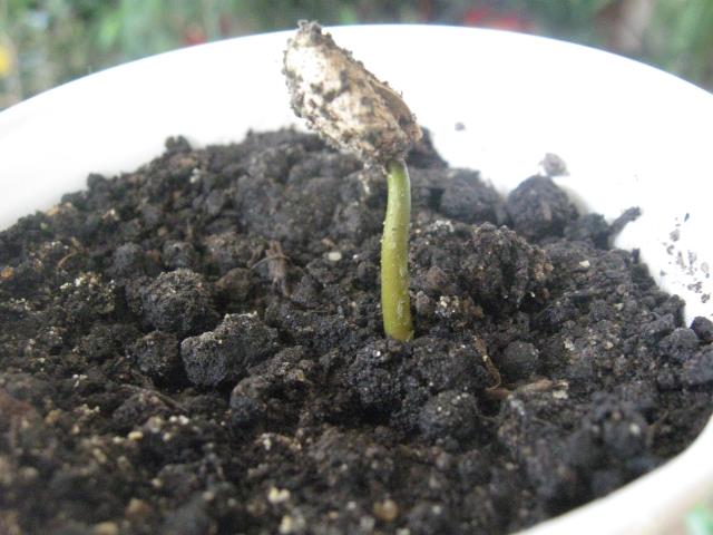 Выращивание кофейного дерева из семян. Шаг 12