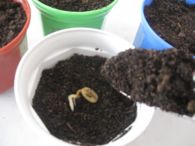 Выращивание кофейного дерева из семян. Шаг 9