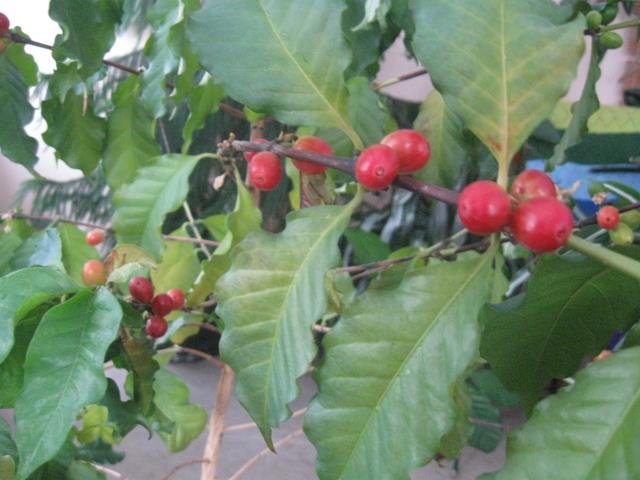 Выращивание кофейного дерева из семян. Шаг 15