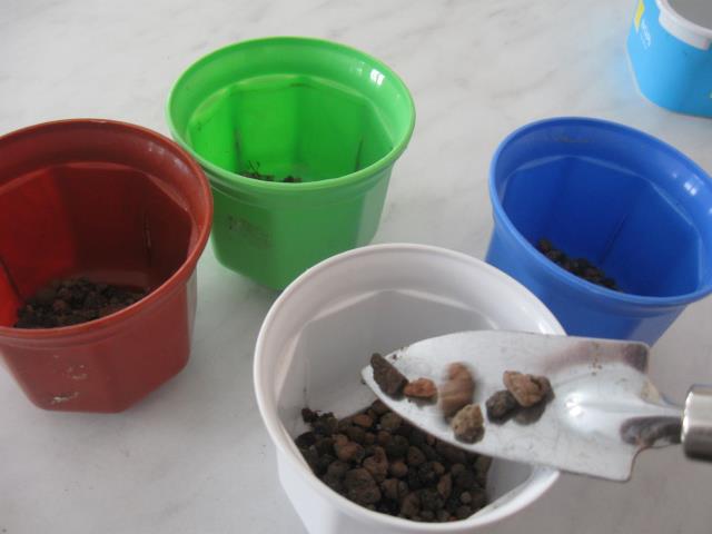 Выращивание кофейного дерева из семян. Шаг 7