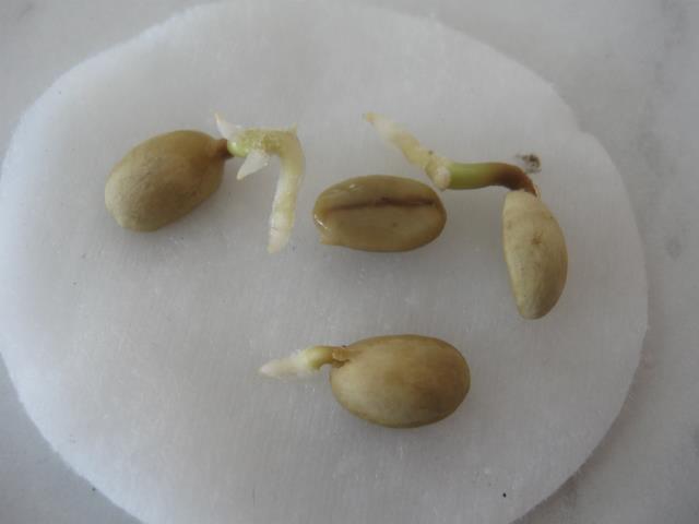 Выращивание кофейного дерева из семян. Шаг 6