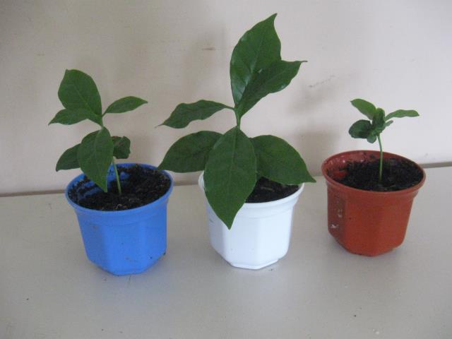 Выращивание кофейного дерева из семян. Шаг 14