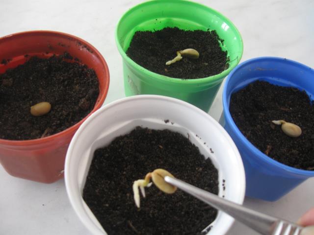 Выращивание кофейного дерева из семян. Шаг 8