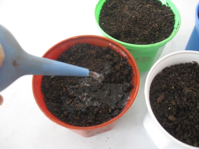 Выращивание кофейного дерева из семян. Шаг 10