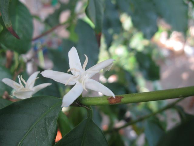 Выращивание кофейного дерева из семян. Шаг 1