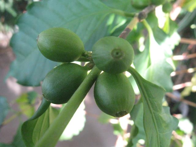 Выращивание кофейного дерева из семян. Шаг 2