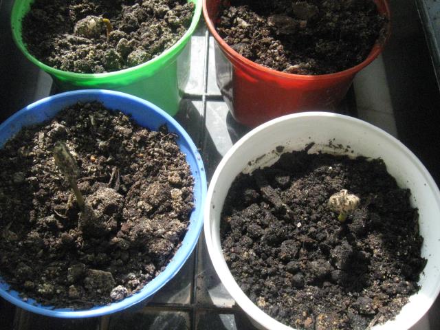 Выращивание кофейного дерева из семян. Шаг 11