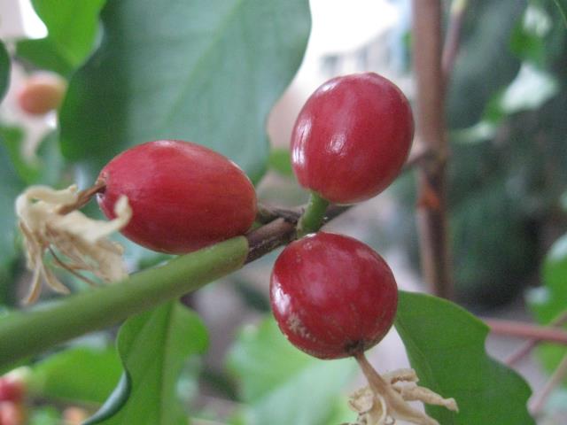 Выращивание кофейного дерева из семян. Шаг 4