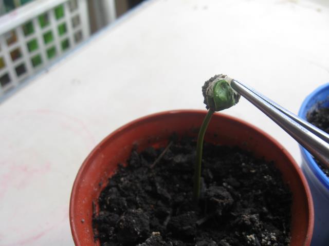 Выращивание кофейного дерева из семян. Шаг 13