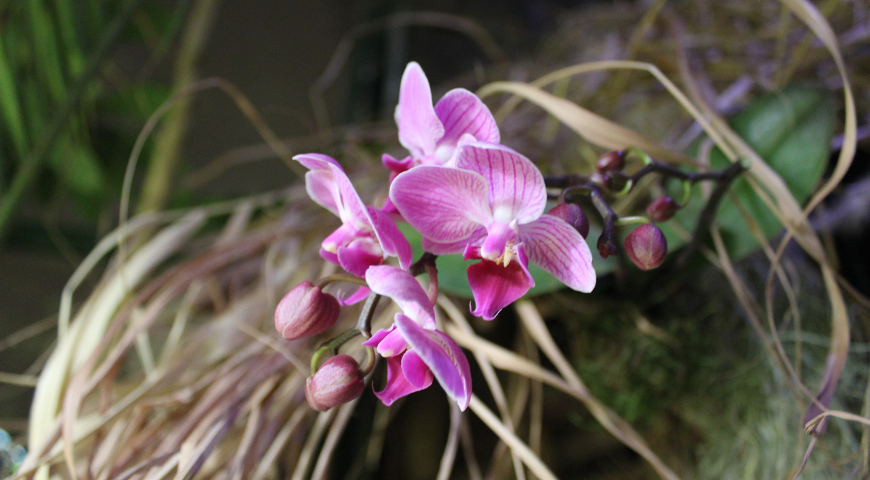Фестиваль орхидей в Аптекарском огороде