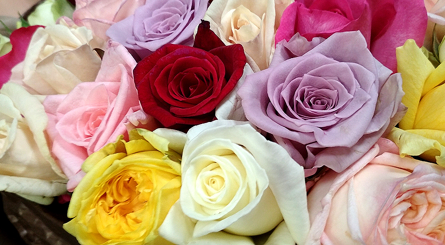 парфюмерные розы