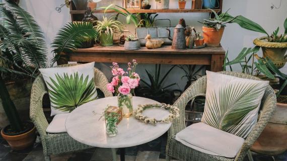 Уход за комнатными пальмами