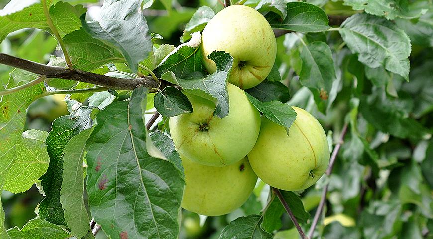 Какой сорт яблони лучше?