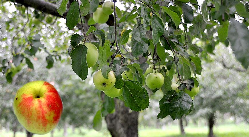 Какой сорт яблони лучше?