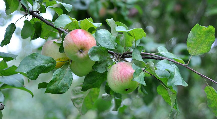 Сорт яблок лучший для варенья: посадка и уход