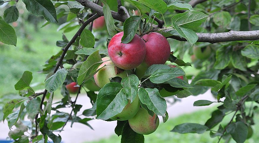 Самые хорошие сорта яблок: посадка и уход