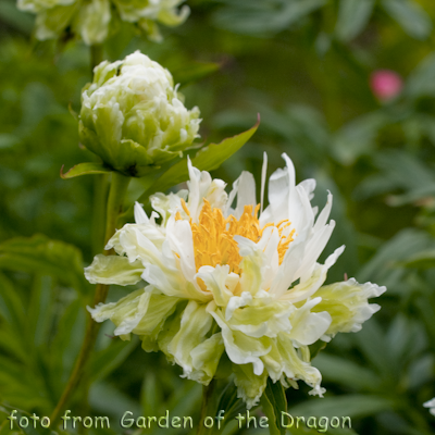 Paeonia - "Green Halo" 