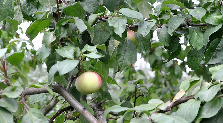 Лучшие сорта поздних яблок: посадка и уход