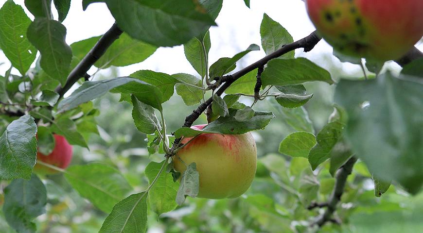 Самые хорошие сорта яблок: посадка и уход