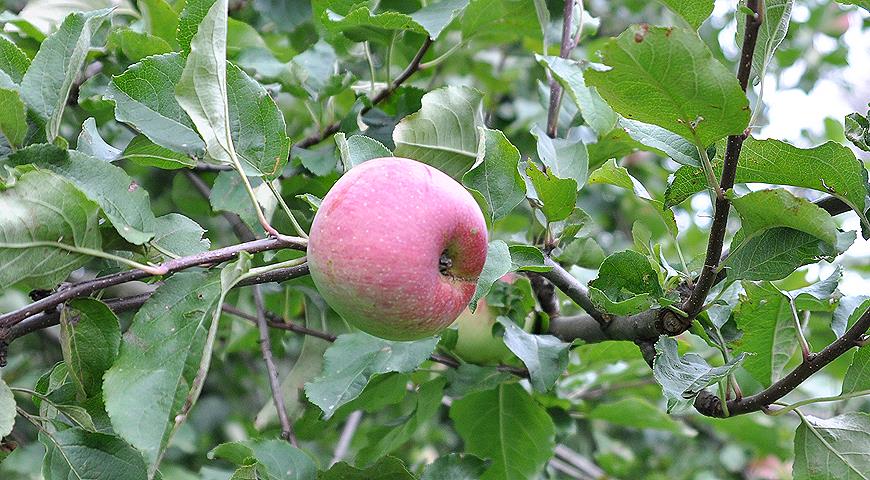 Сорт яблок лучший для варенья: посадка и уход