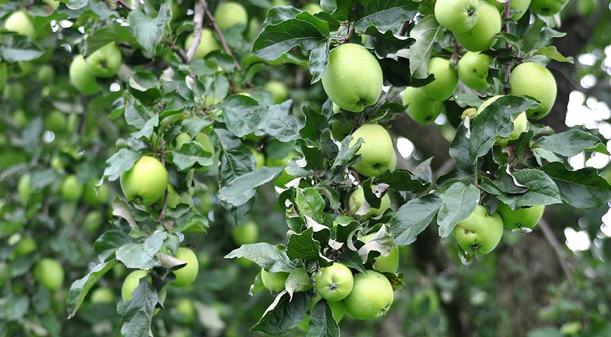 Сорт яблок лучший для варенья: посадка и уход