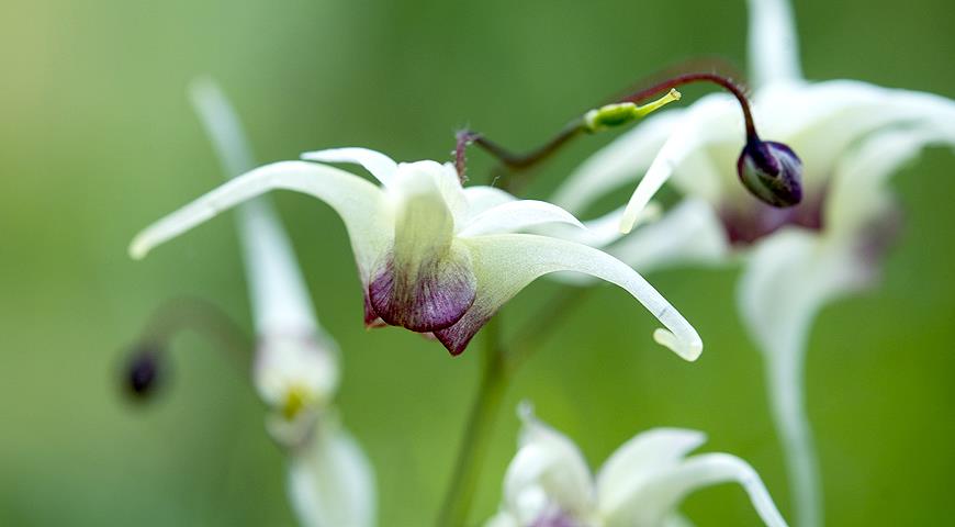 Epimedium x 'Domino'