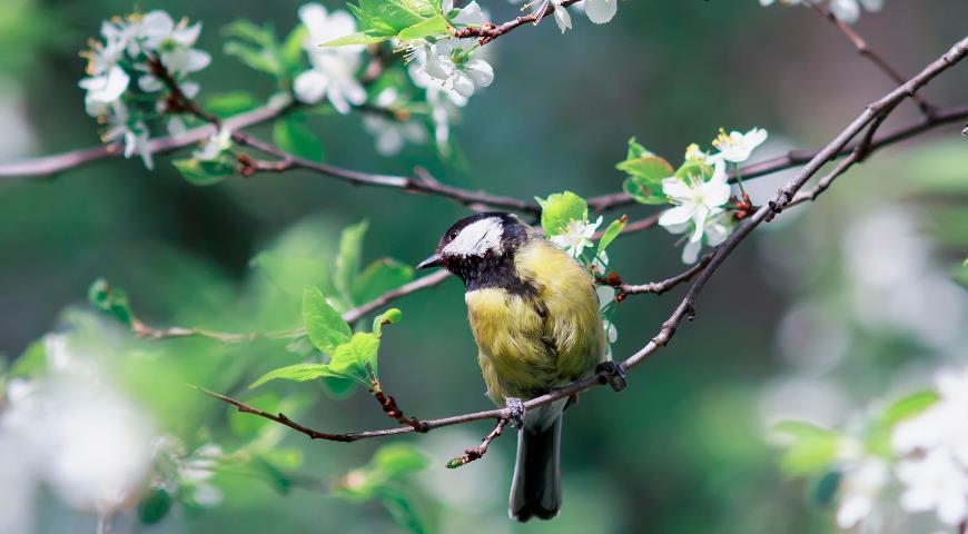 Птица на ветке цветущей вишни